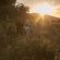 Gondwana Game Reserve  - 251428