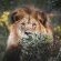 Gondwana Game Reserve  - 251431