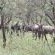 Impala Game Ranch - Garden view