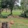 Impala Game Ranch - 252227