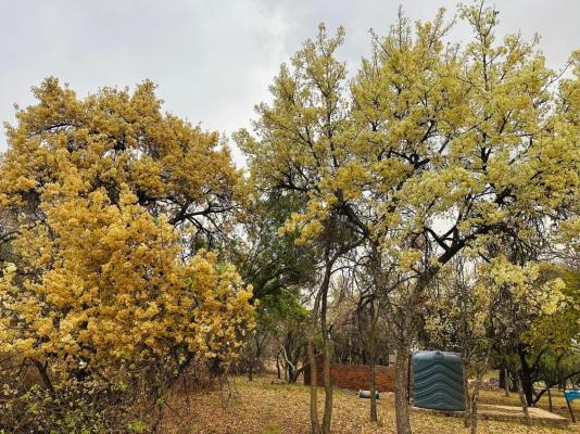 Impala Game Ranch - 252244