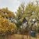 Impala Game Ranch - 252244