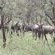 Impala Game Ranch - 252269