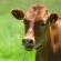 Jodev Farmstay - Neighbourhood