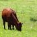 Jodev Farmstay - Natural landscape