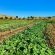 Jodev Farmstay - Natural landscape