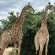 Kruger Tree Lodge - Neighbourhood