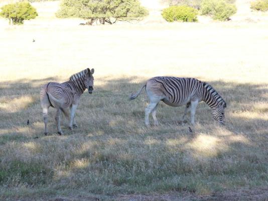 Welbedacht Game and Nature Reserve - 253272
