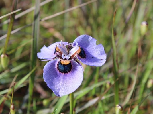 Welbedacht Game and Nature Reserve - 253274