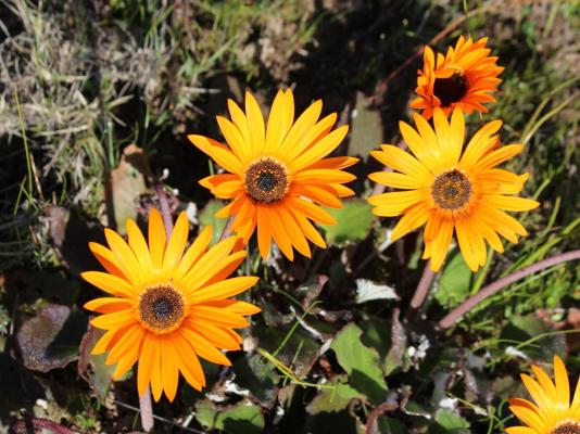 Welbedacht Game and Nature Reserve - 253275