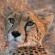 Aloegrove Safari Lodge - 253788