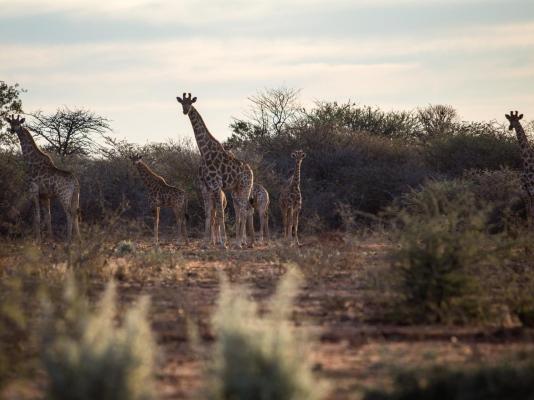 Aloegrove Safari Lodge - 253791