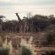 Aloegrove Safari Lodge - 253791