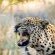 Aloegrove Safari Lodge - 253796