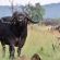 Vula Valla Game & Safaris - Natural landscape