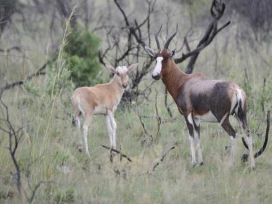 Vula Valla Game & Safaris - Natural landscape
