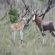 Vula Valla Game & Safaris - Natural landscape