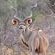 Vula Valla Game & Safaris - Natural landscape