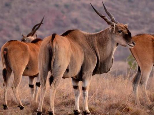 Vula Valla Game & Safaris - Natural landscape