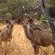 Zebra Nature Reserve - 255498