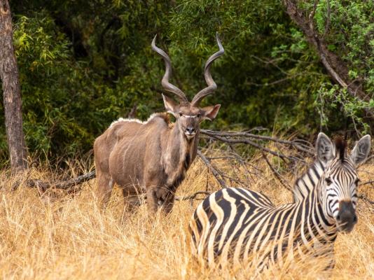 Zebra Nature Reserve - 255507