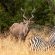 Zebra Nature Reserve - 255507