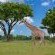 iKhaya LamaDube Game Lodge - 255725