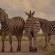 iKhaya LamaDube Game Lodge - 255727