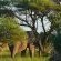 iKhaya LamaDube Game Lodge - 255731