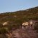 Goats Window Luxury Safari Lodge - Natural landscape