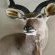 Phakela Private Game Lodge - Decorative detail