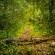 Garden Route (Tsitsikamma, Knysna, Wilderness) National Park - 257521