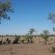Talamati Bushveld Camp - Kruger Park - 258022