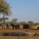 Talamati Bushveld Camp - Kruger Park - 258024