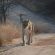 Talamati Bushveld Camp - Kruger Park - 258026