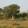 Sirheni Bushveld Camp - Kruger Park - 258035