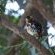 Shimuwini Bushveld Camp - Kruger Park - 258041