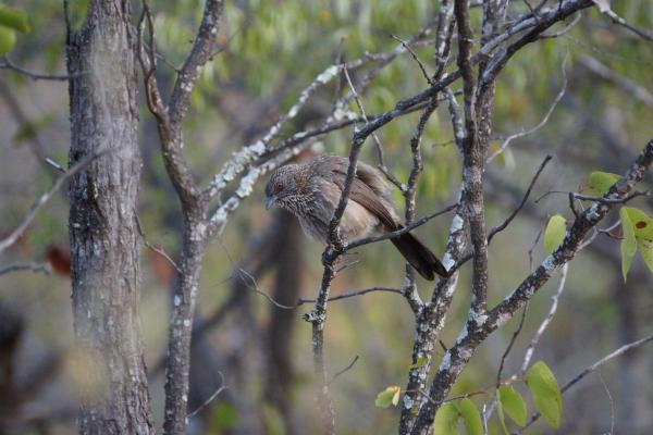 Shimuwini Bushveld Camp - Kruger Park - 258046