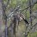 Shimuwini Bushveld Camp - Kruger Park - 258046