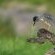 Biyamiti Bushveld Camp - Kruger Park - 258052