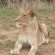 Biyamiti Bushveld Camp - Kruger Park - 258060