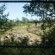 Bateleur Bushveld Camp - Kruger Park - 258067