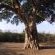 Bateleur Bushveld Camp - Kruger Park - 258073