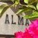 The Alma House 1900 - Facade or entrance