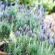 Burkleigh House - Garden