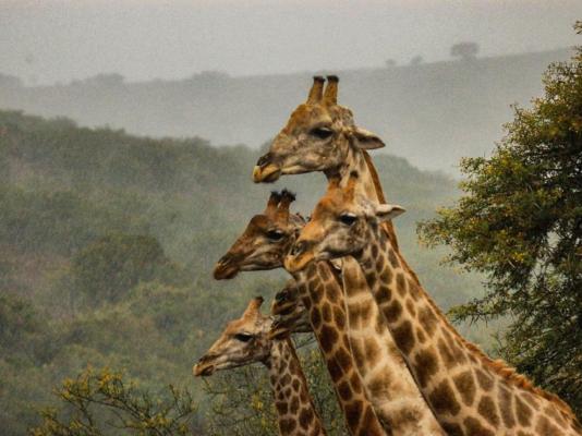 Kudu Ridge Game Lodge - 258884