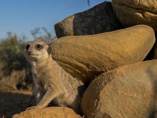 Kudu Ridge Game Lodge - 258890