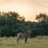 Summerplace Game Reserve - 258949