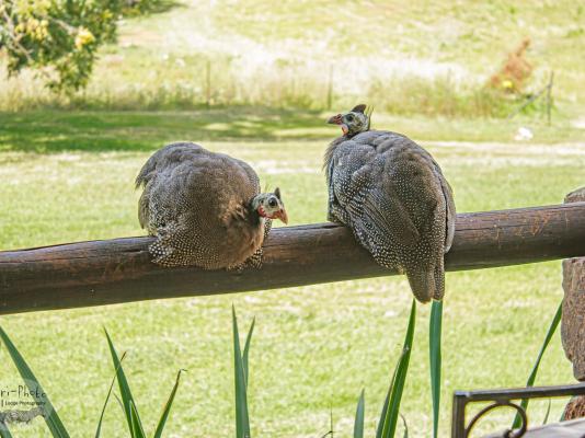 Gunyatoo Trout Farm & Guest Lodge - 259406