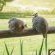 Gunyatoo Trout Farm & Guest Lodge - 259406